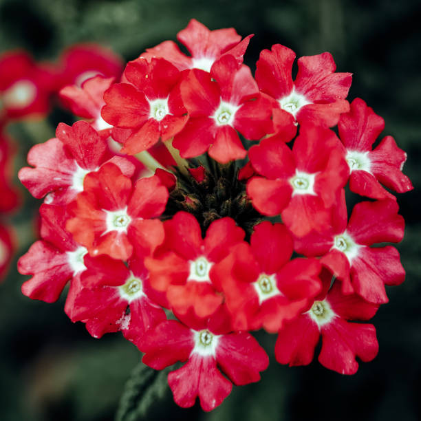 Buy Verbena Red Flower Seeds  Summer Heat Resistant Blooms in Pakistan