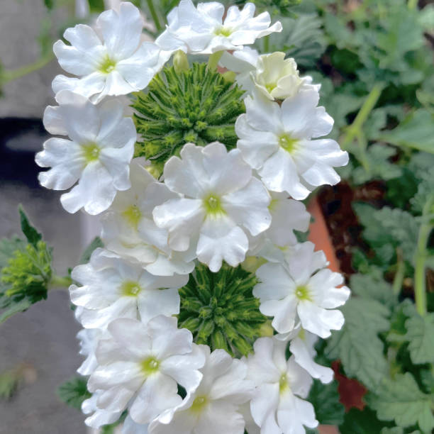 Buy Verbena White Flower Seeds  Elegant Summer Annuals for Pakistan