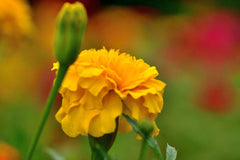 Zinnia Yellow Flower Seeds | Bright Summer Blooms for Gardens