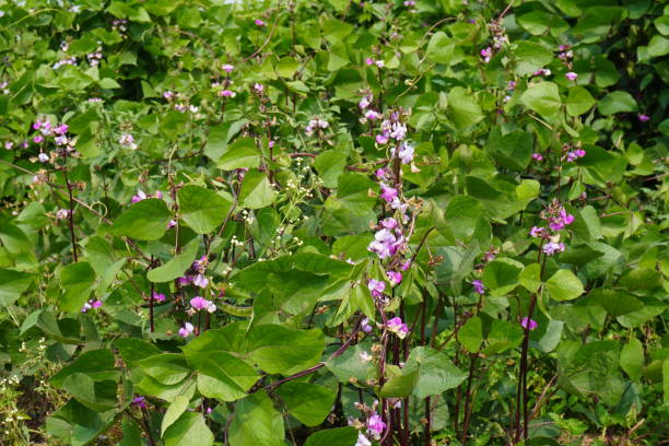 Hyacinth Bean Seeds or Plant  Decorative & Edible Climber