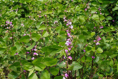 Hyacinth Bean Seeds or Plant  Decorative & Edible Climber