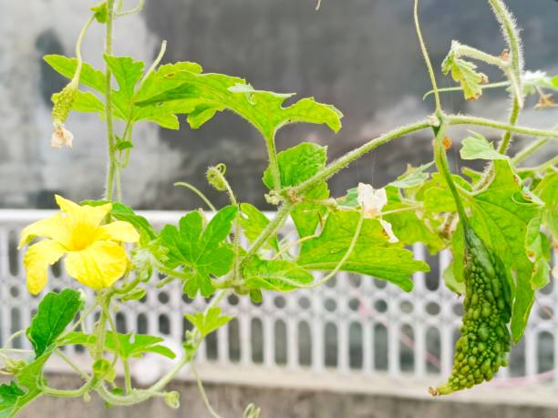 Bitter Gourd Karela Organic Seeds | Natural, Non-GMO Summer Vegetable in Pakistan