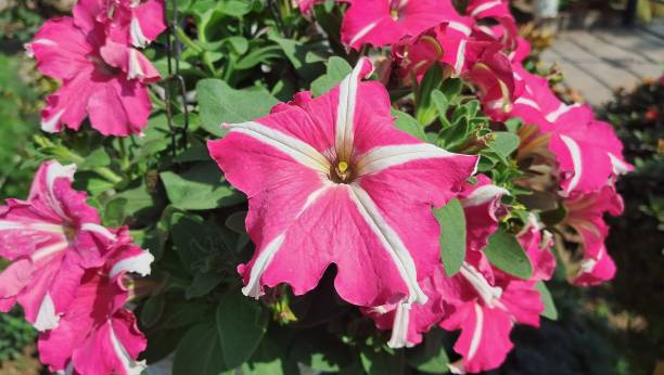 Petunia Rose Star Hybrid F1 Seeds in Pakistan  Winter Flowering Seeds