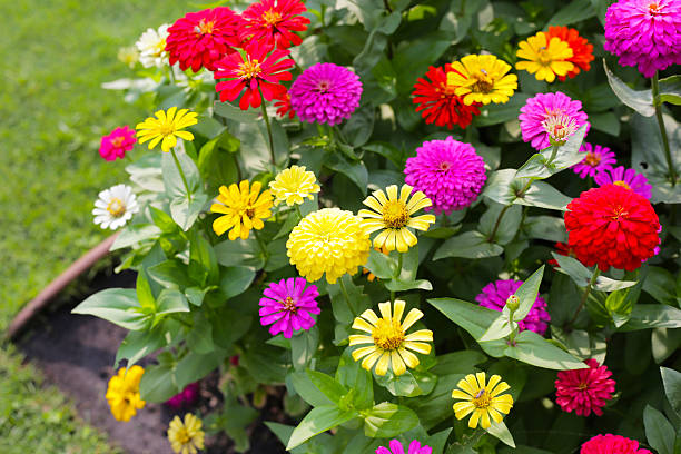 Zinnia Mix Flower Seeds | Multicolor Summer Blooms for Gardens