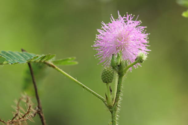 Buy Touch Me Not Flower Seeds (Mimosa Pudica)  Sensitive Plant