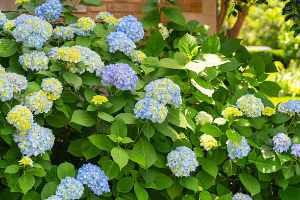 Buy Verbena Blue Flower Seeds in Pakistan  Long Blooming Plant
