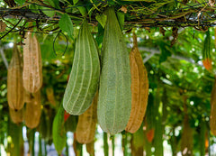 Tori Organic Seeds ()  Grow Fresh, Desi Vegetable at Home