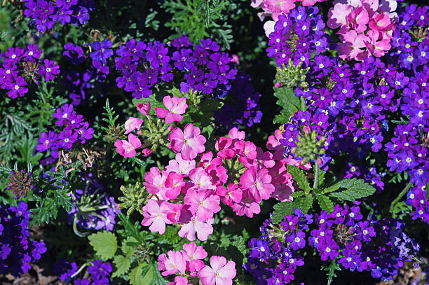 Verbena Mix Flower Seeds  Multi-Color Summer Blooms in Pakistan