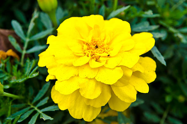 French Marigold Yellow Flower Seeds  Compact, Long-Blooming Annual