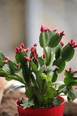 Christmas Cactus Cuttings  Easy to Grow & Festive Blooms
