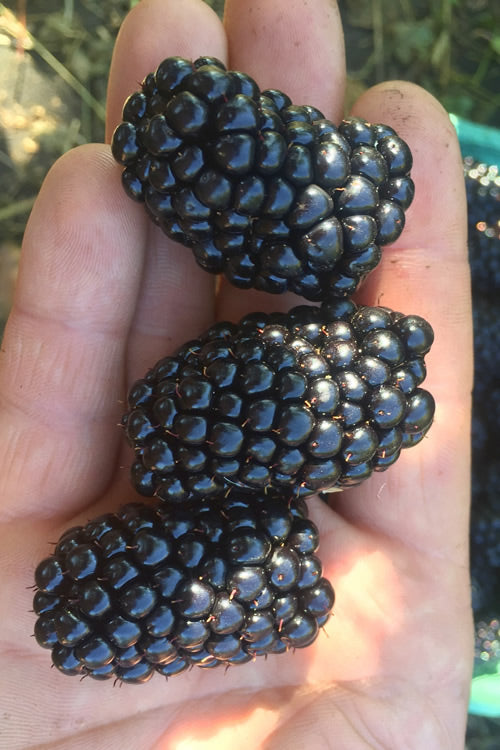 Italian Blackberry Kiowa Plant  High-Yield Blackberry Variety for Pakistan Gardens