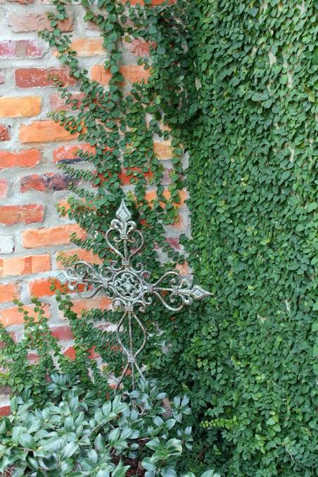 Ivy Creeper Plant  Classic Evergreen Climber for Walls & Gardens