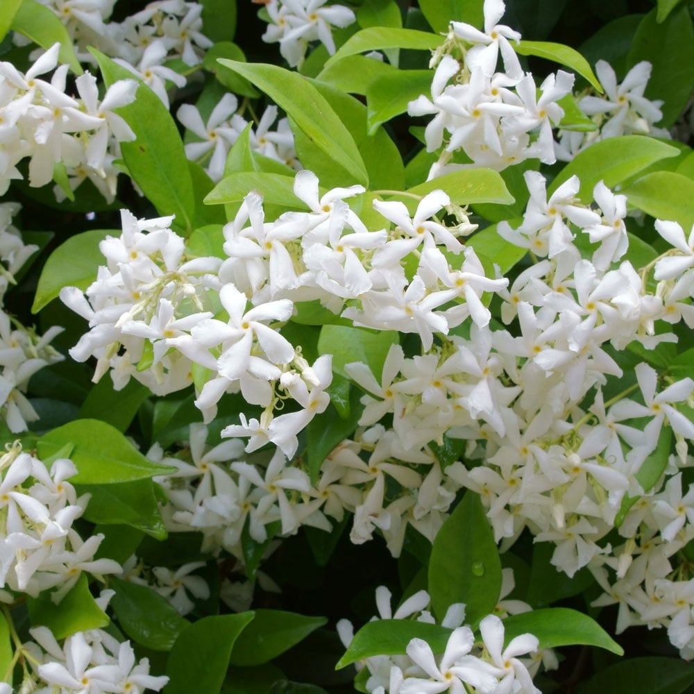 Chambeli Bail (Jasmine Vine) | Fragrant Flowering Climber