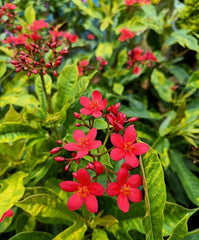 Jatropha Plant in Pakistan  Red Flowering Ornamental Shrub for Home & Garden