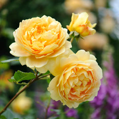 English Rose Yellow – Golden Fragrant Rose Plant
