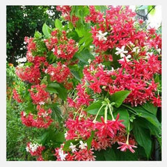 Jhumka Vine Plant  Elegant Hanging Flowering Climber for Home & Garden