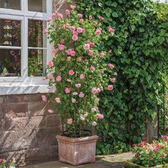 English Rose Strawberry Hill – Fragrant Climbing David Austin Rose