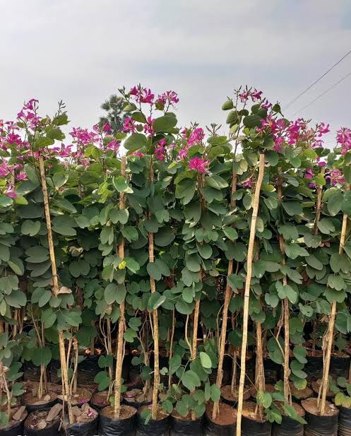 Kachnar Plant  Elegant Blooms with Traditional & Culinary Value