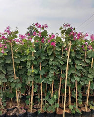 Kachnar Plant  Elegant Blooms with Traditional & Culinary Value