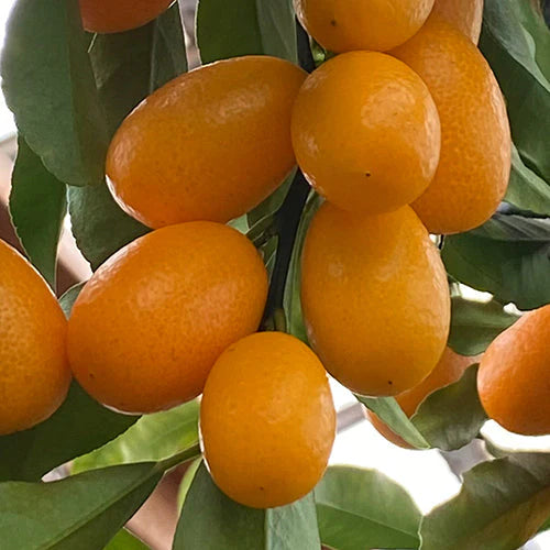 Kamkath (Kumquat)  Fruit-Bearing Plant
