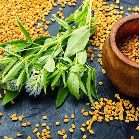 Hybrid Kasoori Methi Seeds/Fenugreek  Aromatic, Nutritious & High Yield