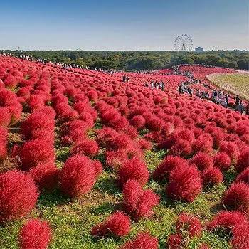 Kochia Bush Red Seeds – Vibrant Ornamental Foliage