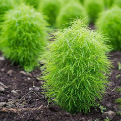 Kochia Bush Green Seeds – Lush Ornamental Foliage
