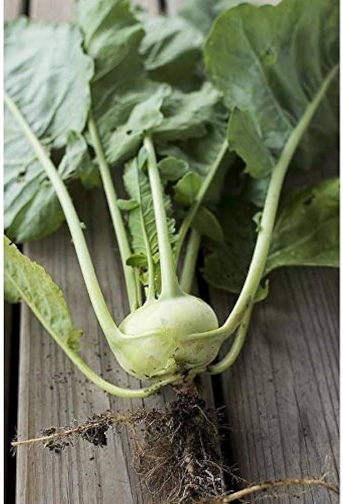 Hybrid Kohlrabi Seeds  Nutritious & Fast-Growing Winter Vegetable