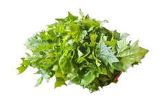 Lahori Palak Hybrid Seeds  Fast Growing, High-Yield Spinach