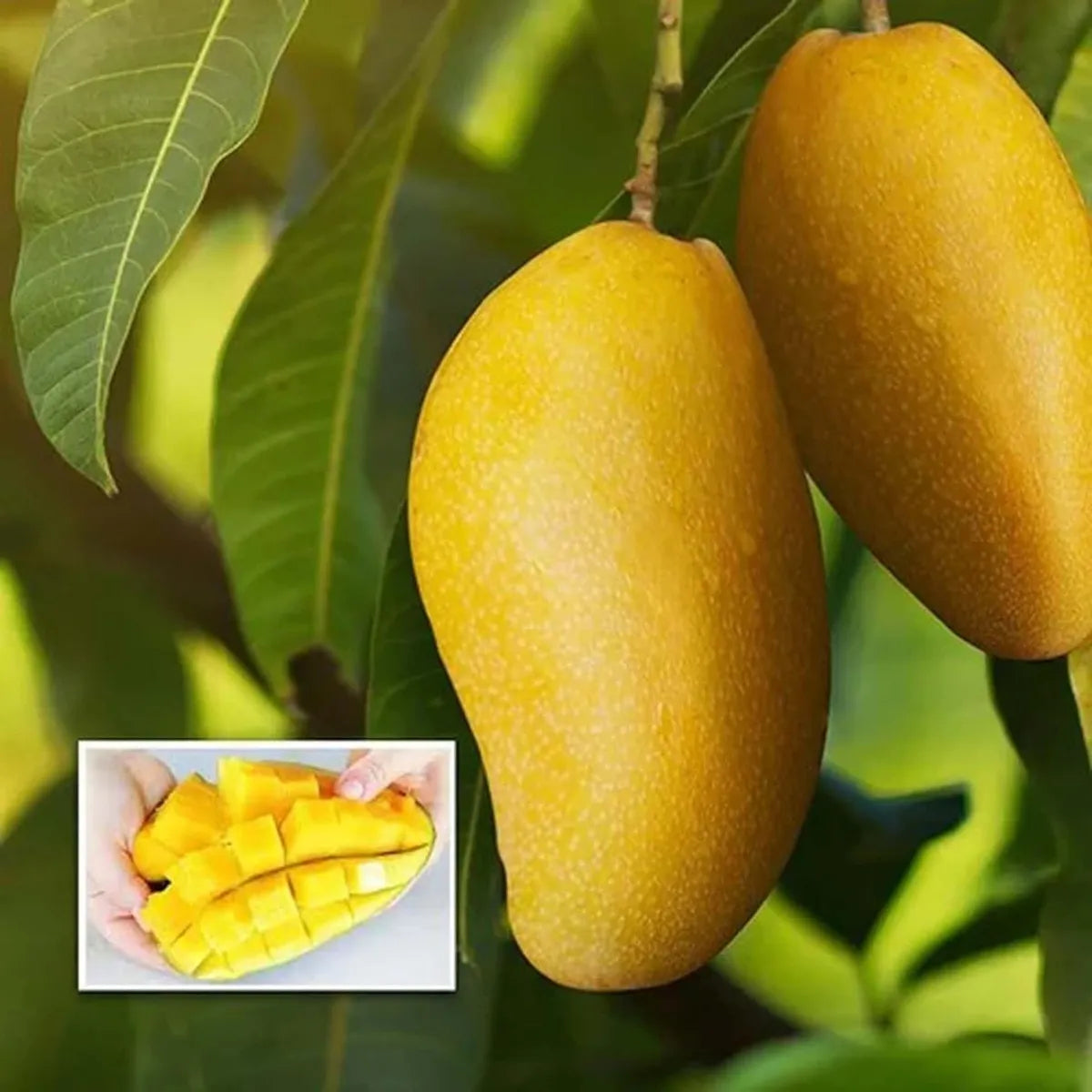 Langra Mango Plant  1.5 Years Old