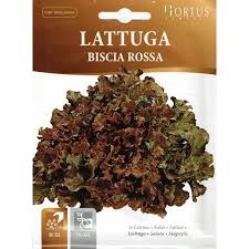 Lattuga Biscia Rossa Seeds – Red Leaf Italian Lettuce