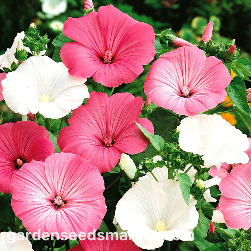 Lavatera Trimestris Mix Seeds – Vibrant Summer Mallow Flowers