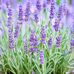Lavender Herb Seeds in Pakistan  Grow Fragrant, Medicinal Lavender at Home