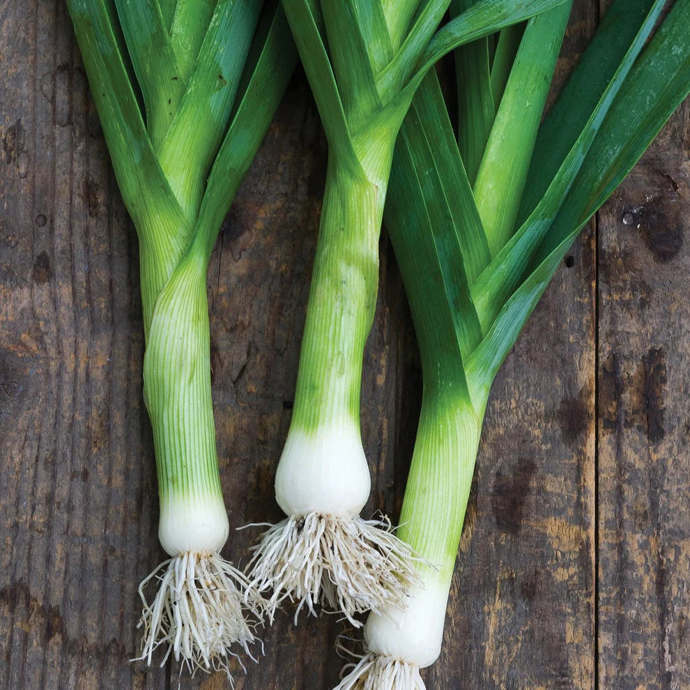 Hybrid Leek Seeds  Premium Winter Vegetable for Pakistan