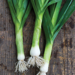 Hybrid Leek Seeds  Premium Winter Vegetable for Pakistan