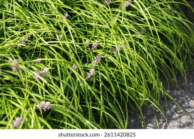 Lehroopi Grass  Natural Lawn & Ground Cover