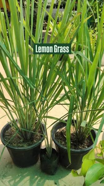 Lemon Grass Plant  Fresh Fragrant Herb for Garden & Home