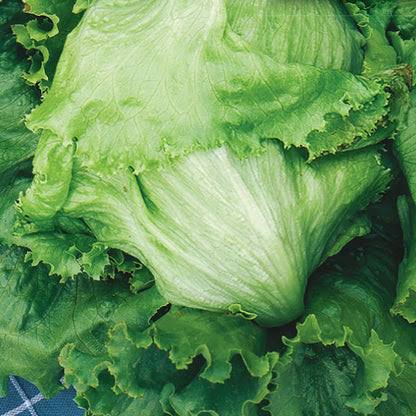Hybrid Iceberg Lettuce Seeds  Crisp & Fresh Vegetable