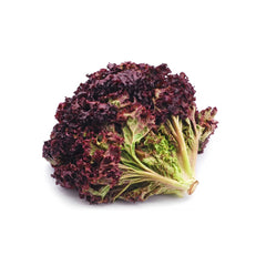 Hybrid Black Rose Lettuce Seeds  Exotic & Nutrient-Rich Salad Green