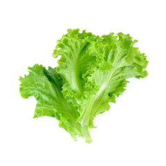 Hybrid Green Leafy Lettuce Seeds (Salad Pata)  Imported, Fast-Growing Variety for High Yield