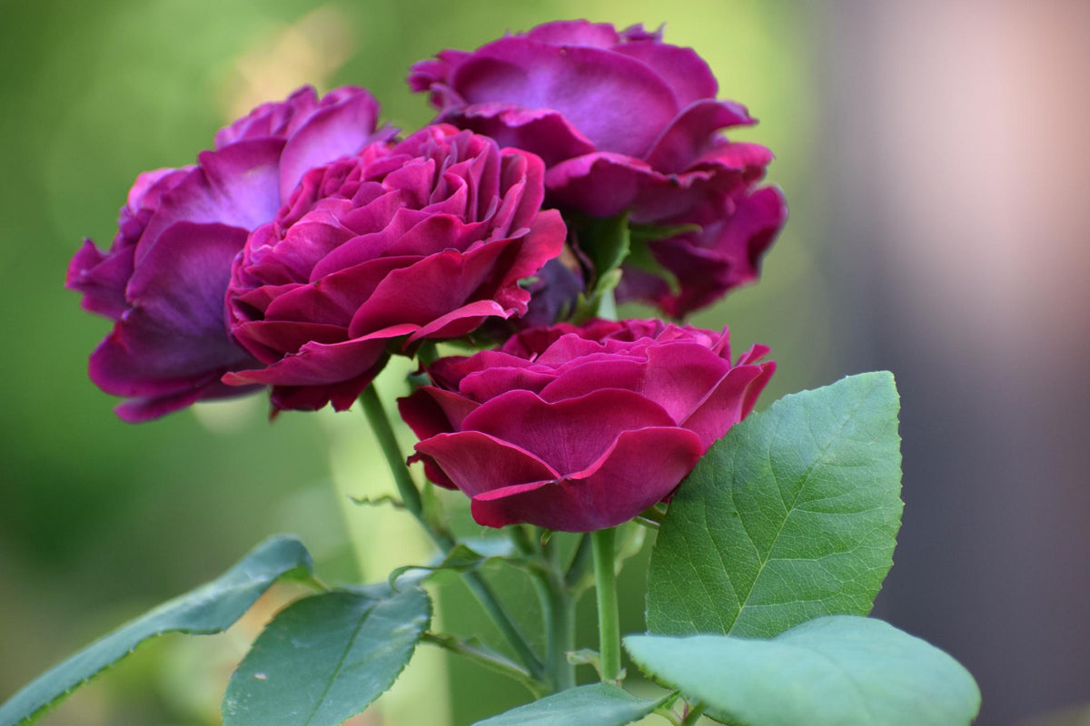 English Rose Purple – Deep Velvet Fragrant Rose Plant