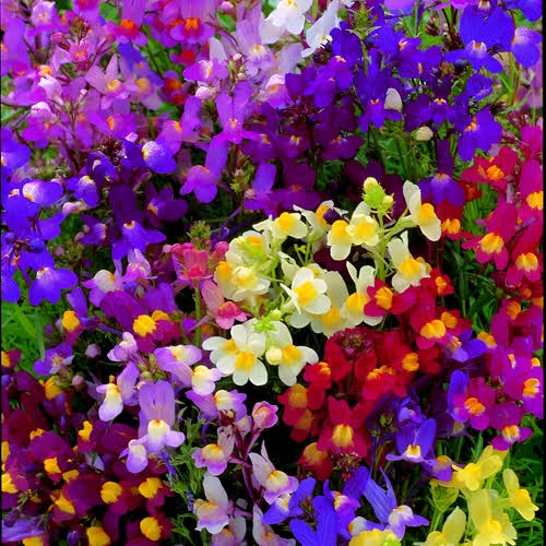 Linaria Fairy Bouquet Mix Seeds in Pakistan  Multi-Colored Dwarf Flowering Plants