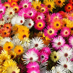 Livingstone Daisy Seeds in Pakistan  Bright Seasonal Ground Cover Flowers
