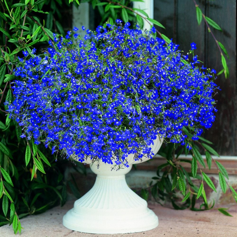 Lobelia Sapphire Seeds in Pakistan  Bright Blue Seasonal Flowering Plants