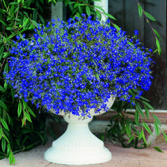 Lobelia Sapphire Seeds in Pakistan  Bright Blue Seasonal Flowering Plants