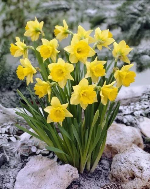 Local Daffodil Flowering Bulbs  Bright Spring Blooms