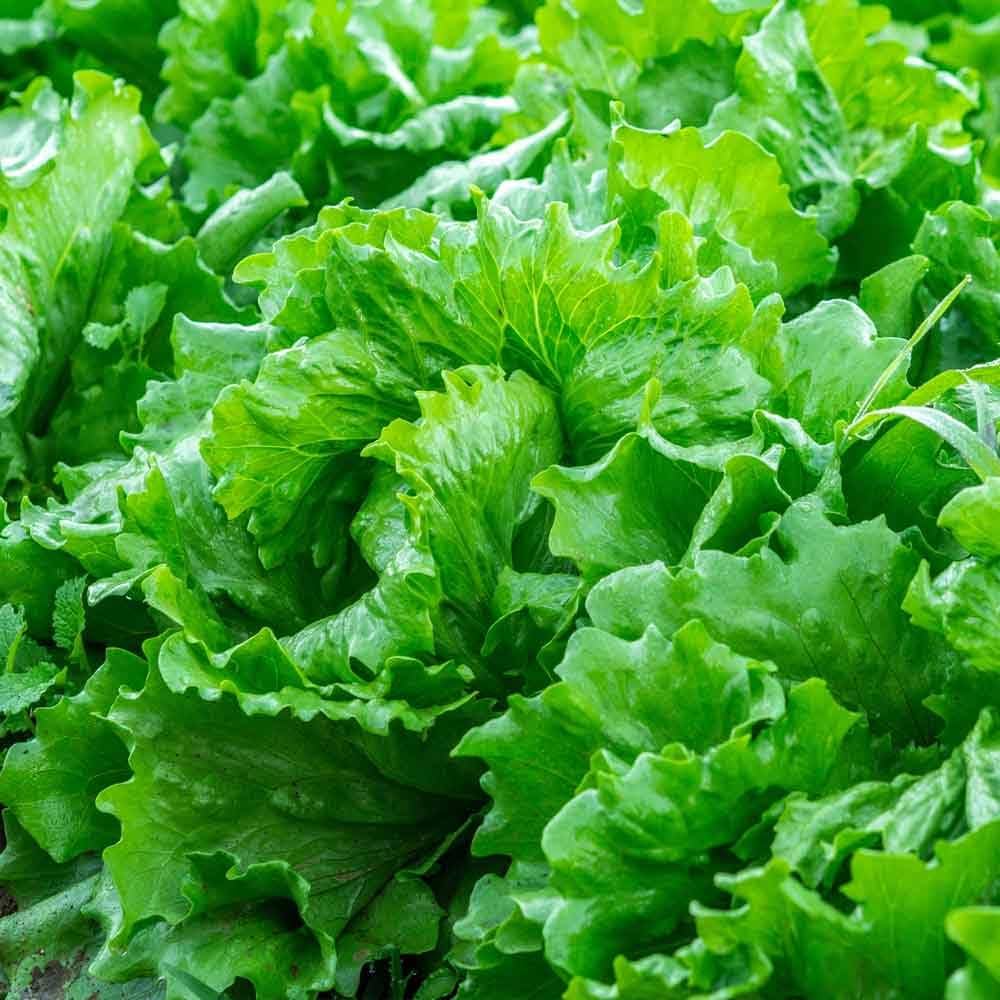 Lollo Green Lettuce Seeds (Hybrid) – Leafy Green Lettuce
