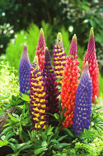 Lupins Mix Seeds in Pakistan  Colorful Spiked Flowering Plants for Seasonal Gardening