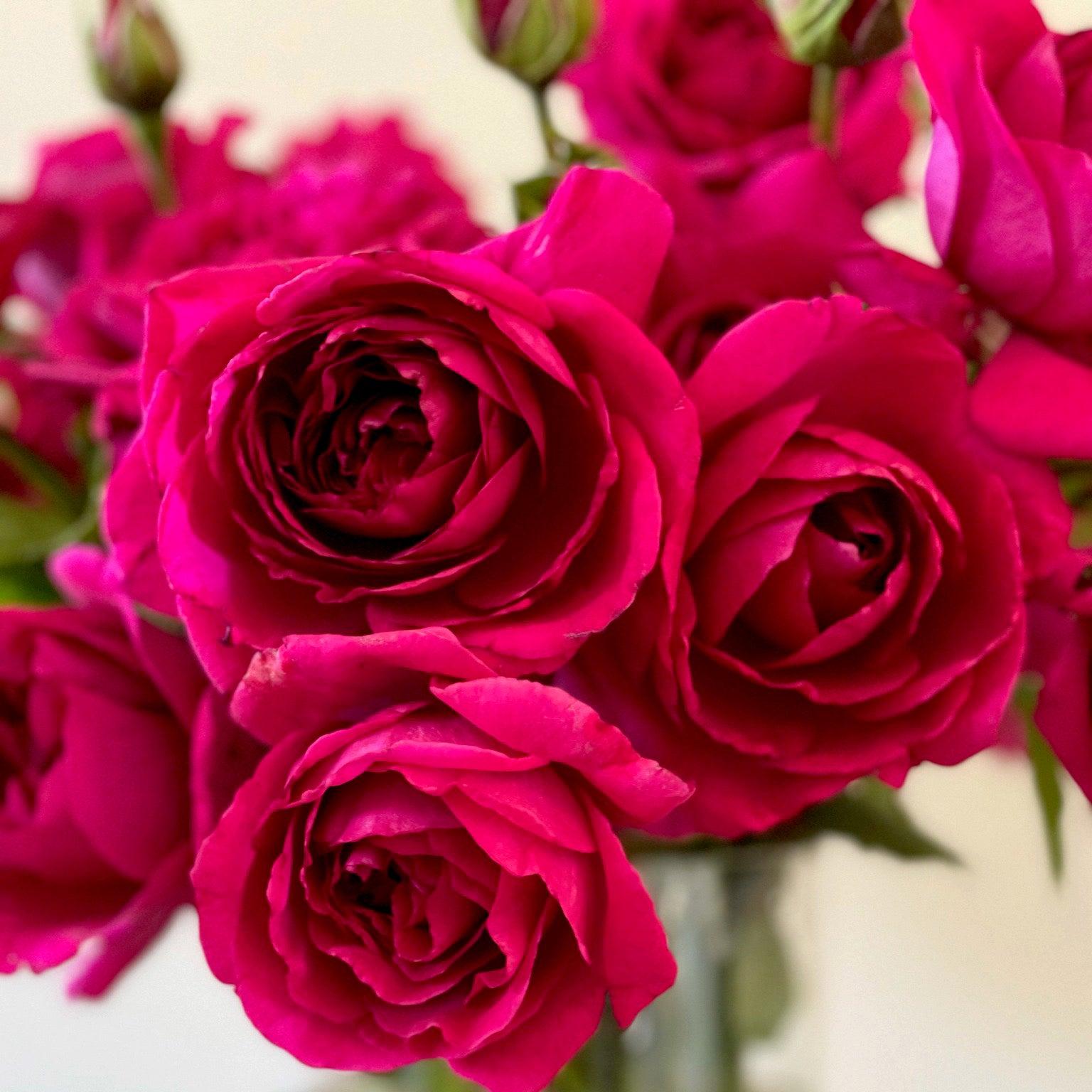David Austin Red Rose – Deep Crimson Fragrant English Rose