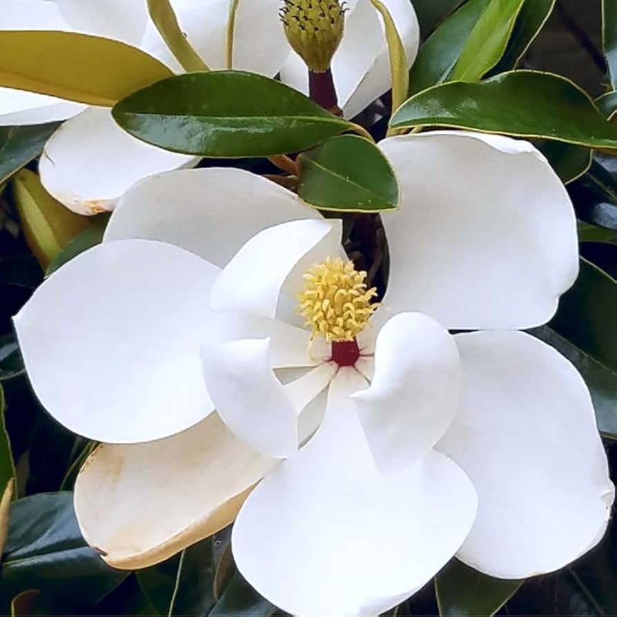 Magnolia Plant  Premium Ornamental Tree with Stunning Fragrant Blooms